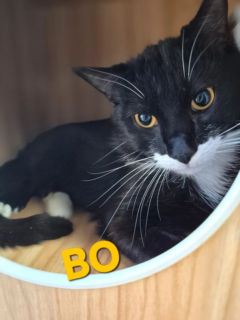 A baby medium-sized male Domestic Short Hair cat named Bo Beulah for adoption in Rome, GA