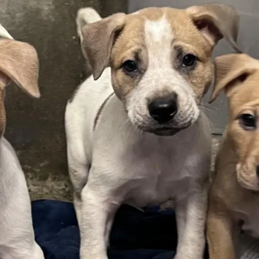 A baby small-sized female American Staffordshire Terrier dog named Joanie for adoption in Los Angeles, CA