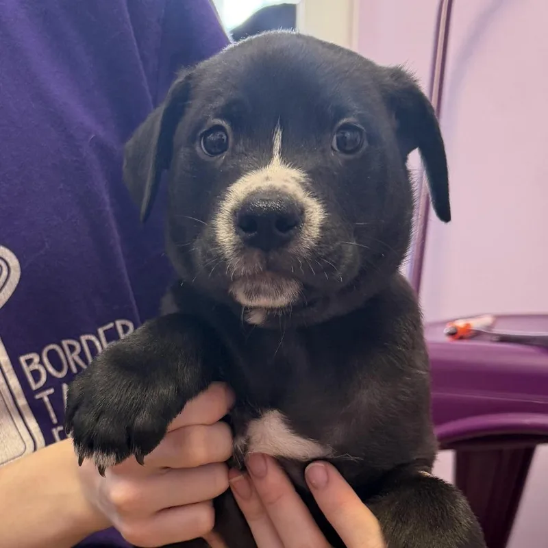 A baby small-sized male Black Wire Fox Terrier dog named Farm Cake for adoption in Northbrook, IL