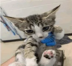 A baby small-sized male Domestic Short Hair cat named Pharrell for adoption in Ruskin, FL