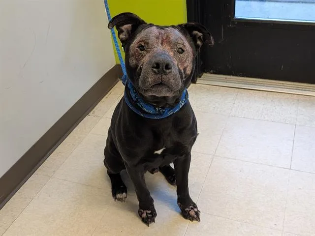 An adult medium-sized male Pit Bull Terrier dog named Frankie for adoption in Kent, WA