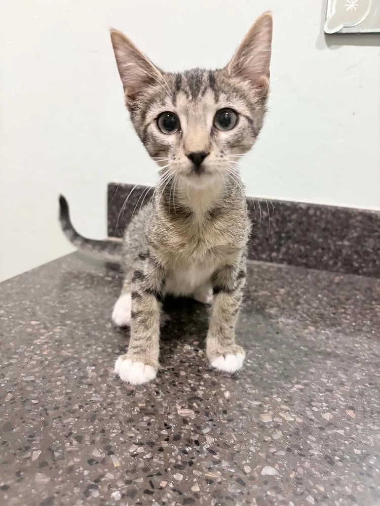 A baby small-sized female Domestic Short Hair cat named Jasmine for adoption in tucson, AZ