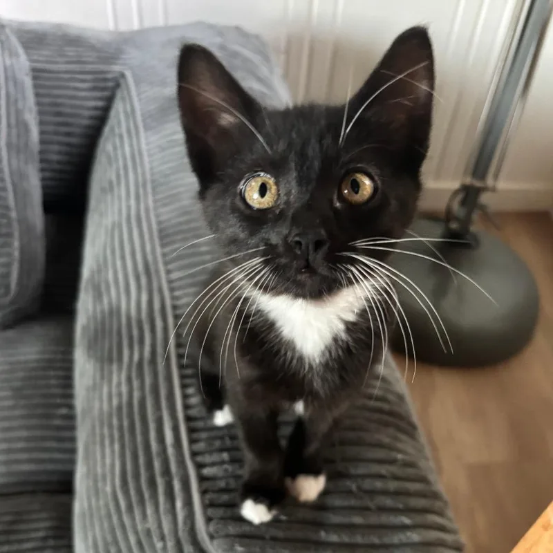 A baby small-sized female Black Domestic Short Hair cat named Bristol for adoption in Santa Rosa, CA