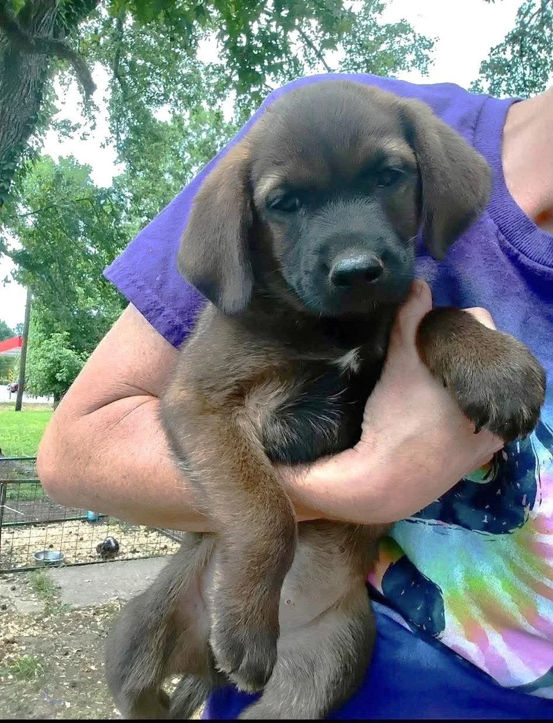 A baby medium-sized male Hound dog named Lynk Mgo In Ms for adoption in Warwick, RI