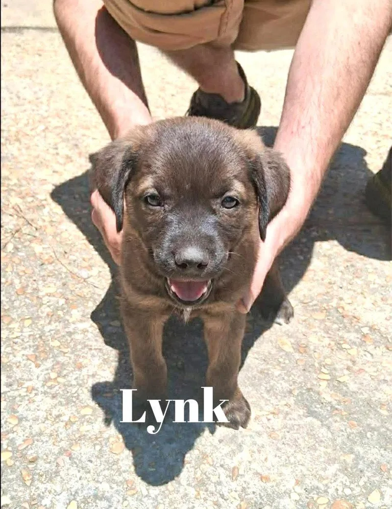 Lynk Mgo In Ms thumbnail 2