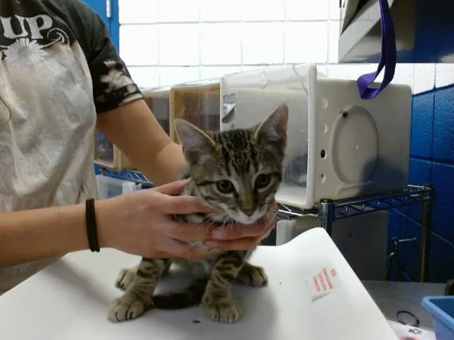 An adult small-sized male Domestic Short Hair cat named Mousepad for adoption in Albuquerque, NM