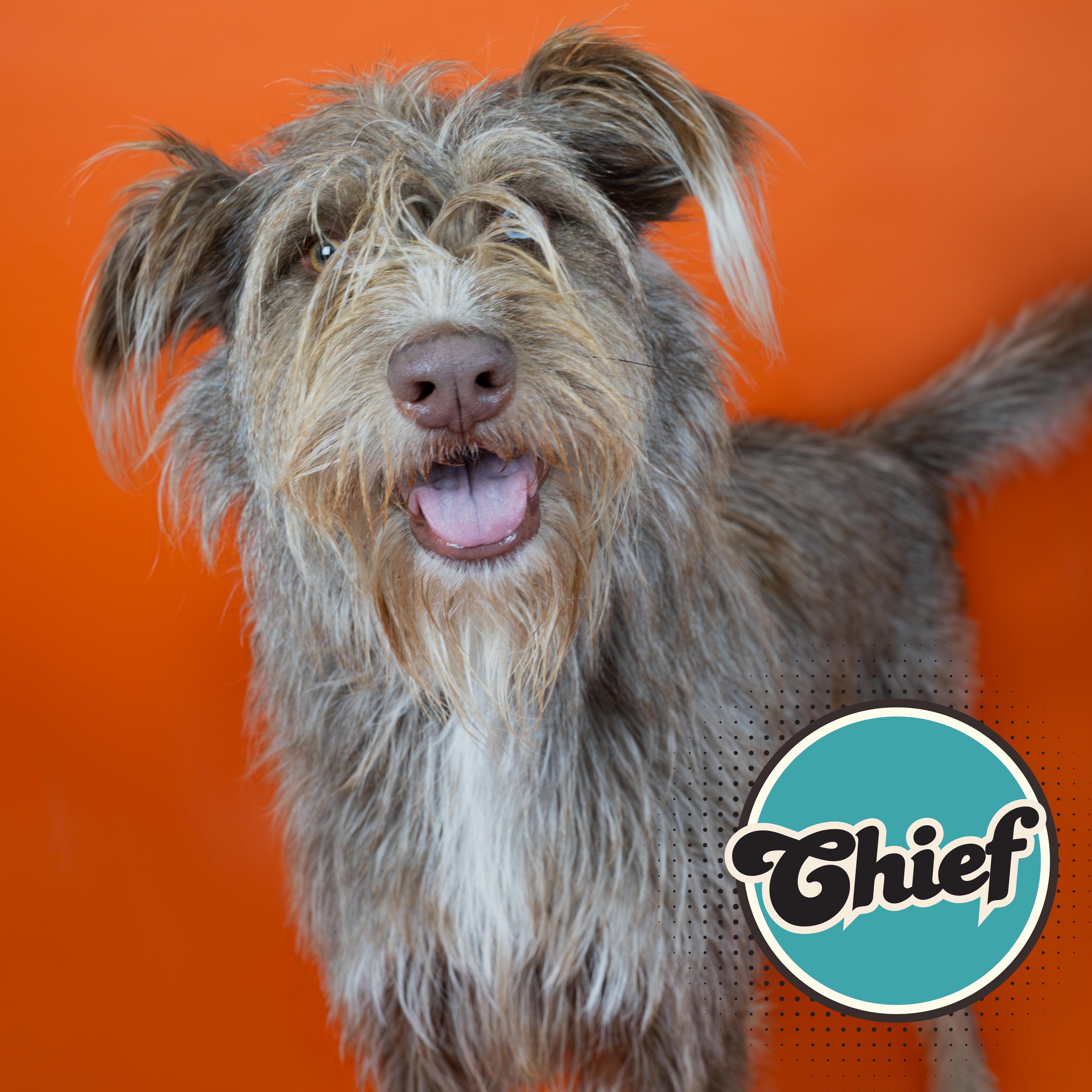 An adult medium-sized male Merle (Red) German Wirehaired Pointer dog named Chief for adoption in Tucson, AZ