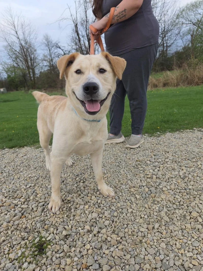 An adult medium-sized female Yellow / Tan / Blond / Fawn Yellow Labrador Retriever dog named Teddinot Accepting Applications Yet! for adoption in Medina, OH