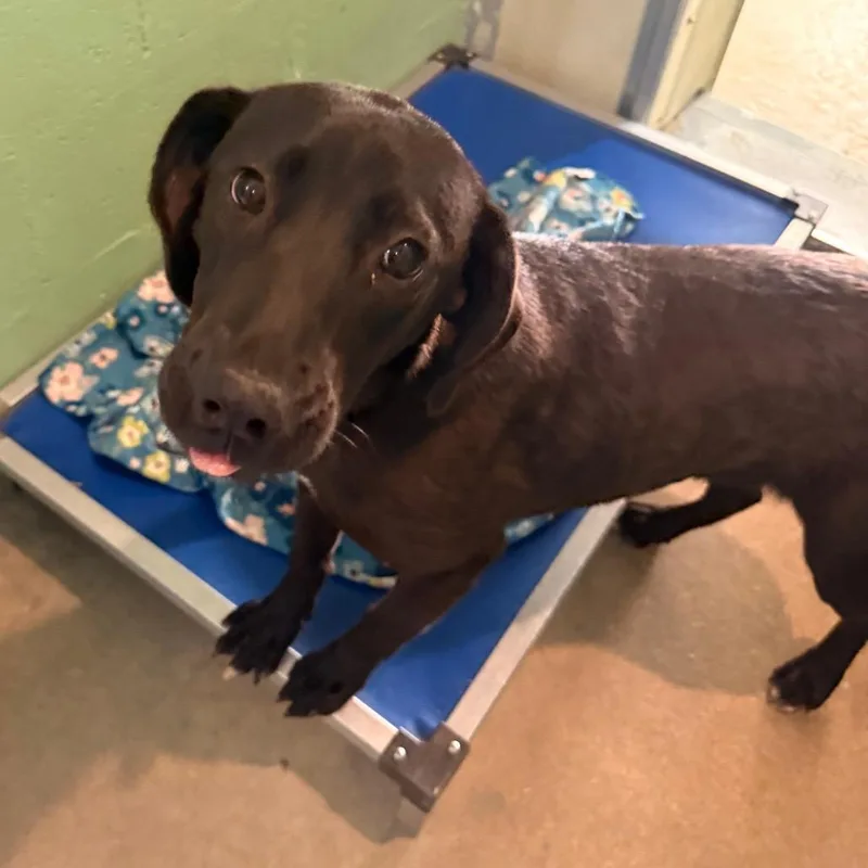 A young medium-sized female Black Mixed Breed dog named Ravenbetty White for adoption in Franklin, NC