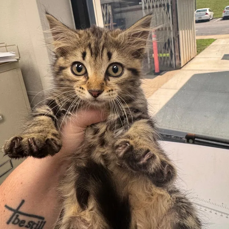 A baby small-sized female Brown / Chocolate Domestic Short Hair cat named Cinnamon Twist for adoption in Columbiana, AL