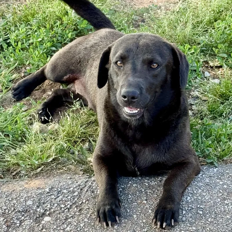An adult medium-sized female Black Labrador Retriever dog named Shorty for adoption in Pelham, NH