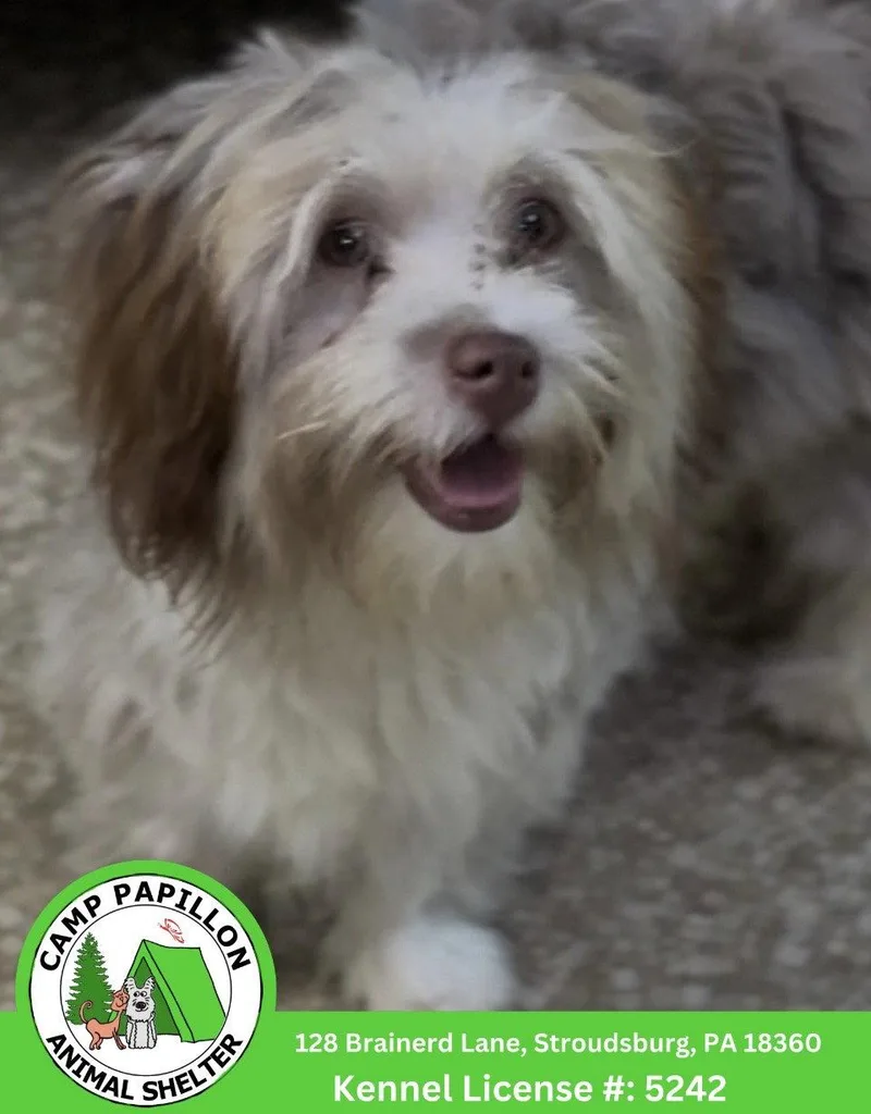 A young medium-sized female Havanese dog named Wilma for adoption in Stroudsburg, PA
