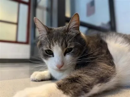 An adult medium-sized male Domestic Short Hair cat named Biggie for adoption in Bensalem, PA