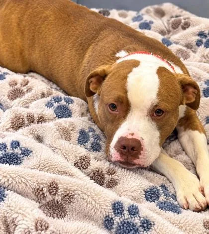 A young medium-sized male Brown / Chocolate Pit Bull Terrier dog named Chicken Nugget for adoption in Inverness, FL