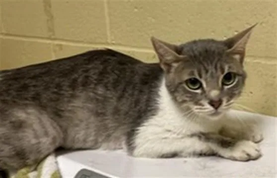 A young small-sized female Domestic Short Hair cat named Shere Khan for adoption in Sacramento, CA