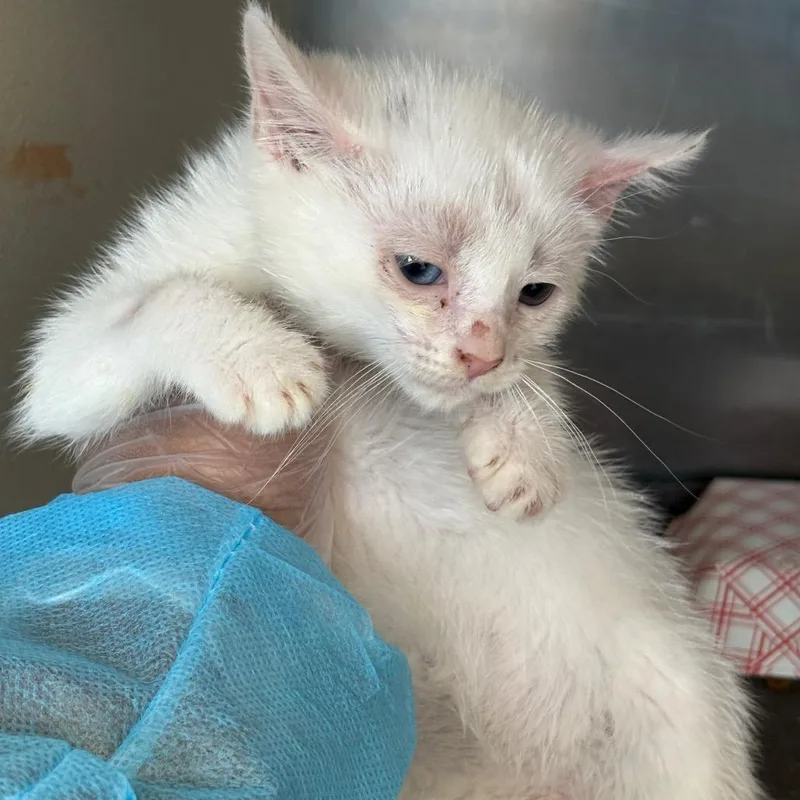 A baby small-sized female White Domestic Short Hair cat named Sadie for adoption in Newark, NJ