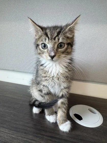 A baby small-sized male Domestic Short Hair cat named Elliot for adoption in West Chester, PA