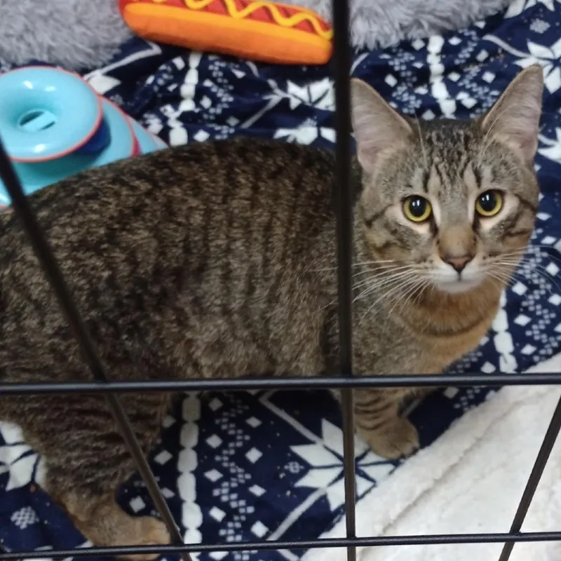 An adult large-sized male Brown / Chocolate Domestic Short Hair cat named Thunder for adoption in Grand Rapids, MN