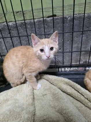 An adult small-sized female Domestic Short Hair cat named Athena for adoption in Berwick, PA