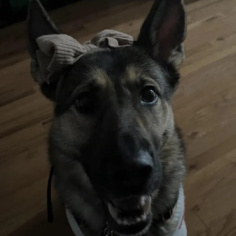 An adult small-sized female Black German Shepherd Dog dog named Maplebunny  Home To for adoption in South Elgin, IL