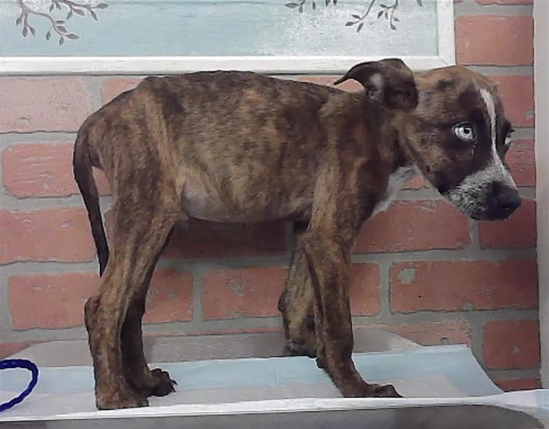 A baby small-sized male Staffordshire Bull Terrier dog named Romney for adoption in Houston, TX