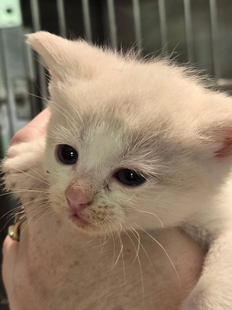 A baby small-sized male Domestic Short Hair cat named Beetle for adoption in Cambridge, MD