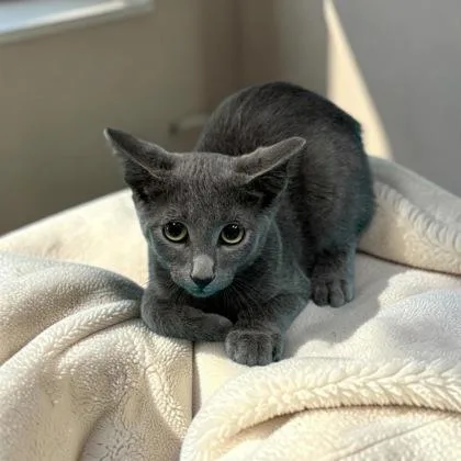 A baby medium-sized male Domestic Short Hair cat named Almond for adoption in Cumberland, MD