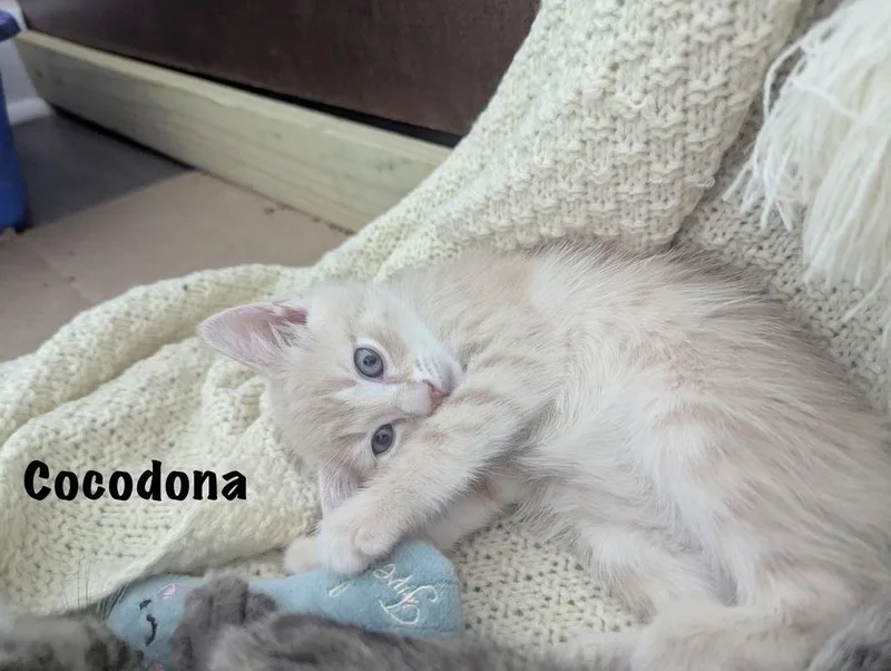 A baby small-sized male Domestic Short Hair cat named Cocodona for adoption in Telford, PA