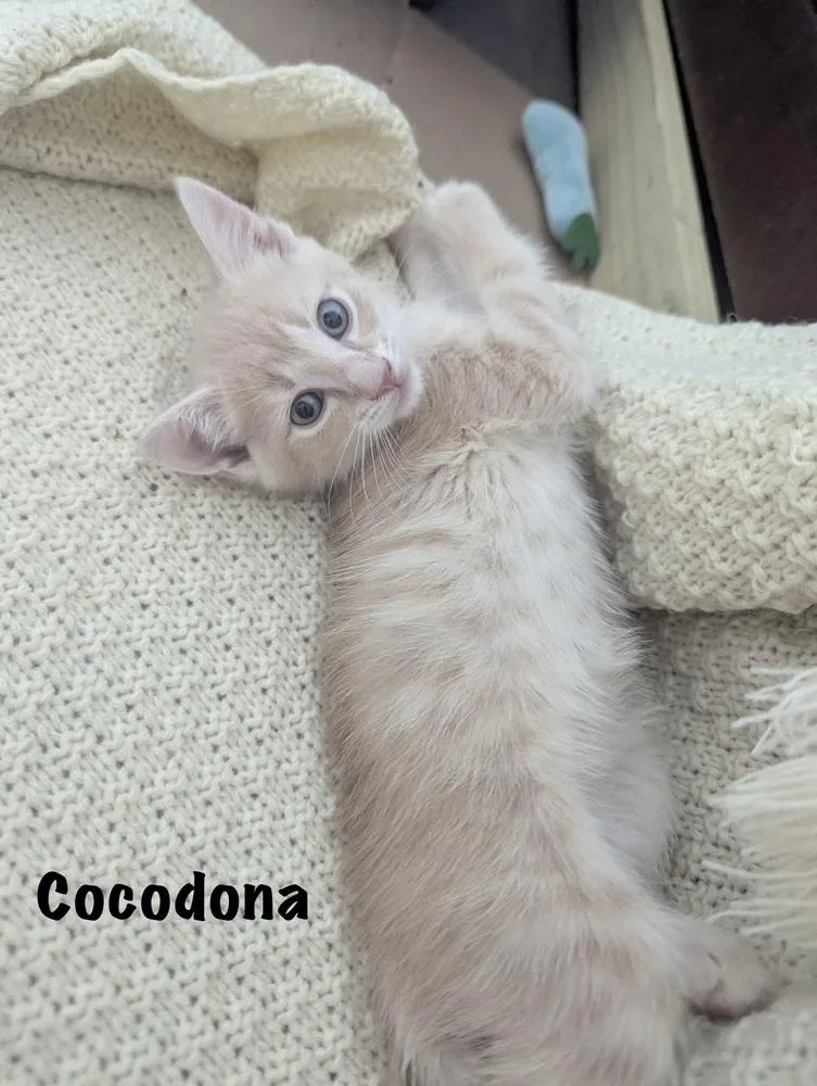 Cocodona thumbnail 3