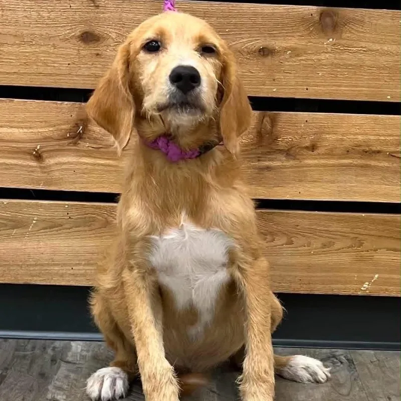 A baby medium-sized female Golden Wirehaired Terrier dog named Camille for adoption in Mount Pleasant, TX
