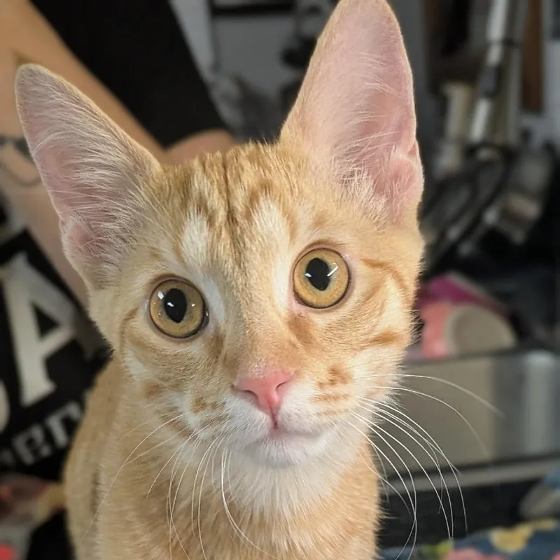 A baby medium-sized male Orange / Red Domestic Short Hair cat named Costello for adoption in Brighton, MO
