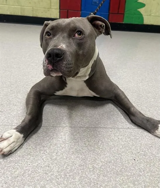 An adult large-sized male American Staffordshire Terrier dog named Crisco for adoption in Indianapolis, IN