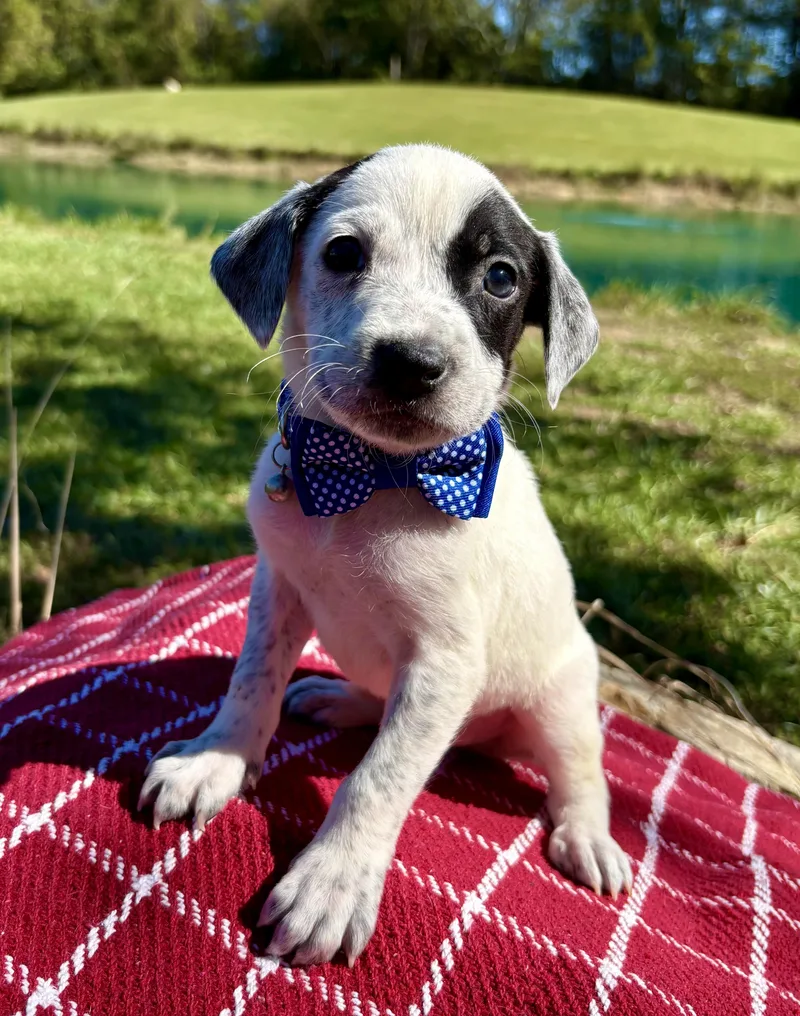 A baby medium-sized male Black Jack Russell Terrier dog named Little Andy for adoption in Pittsboro, NC
