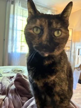 An adult small-sized female Domestic Short Hair cat named Winnie for adoption in South Bend, IN