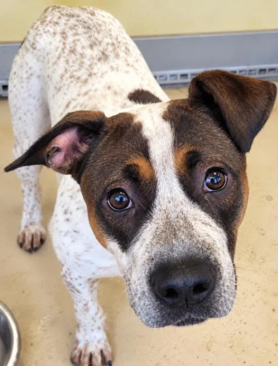 An adult medium-sized female Tricolor (Brown, Black, & White) Mixed Breed dog named Blair for adoption in Mobile, AL
