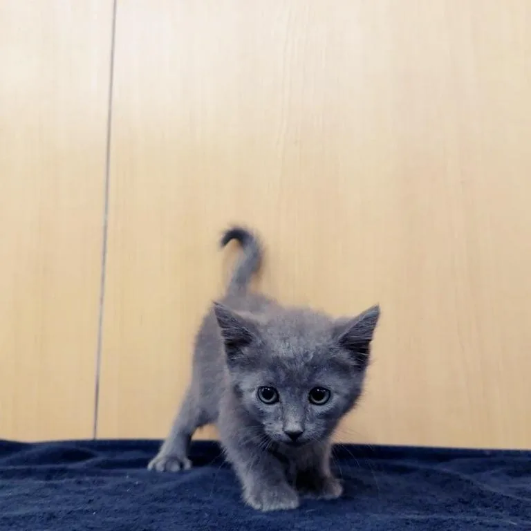 A baby small-sized male Gray / Blue / Silver Domestic Short Hair cat named Pickles for adoption in Saint Louis, MO