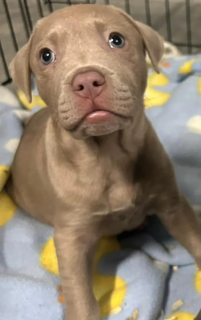 Nutmeg