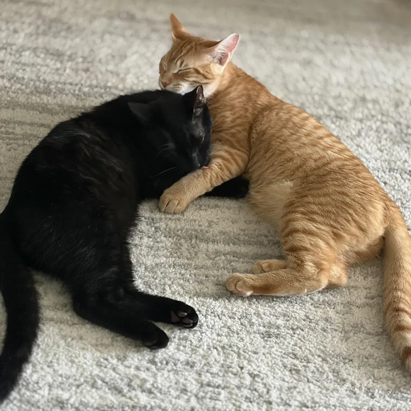 Chicken and Bear thumbnail 5