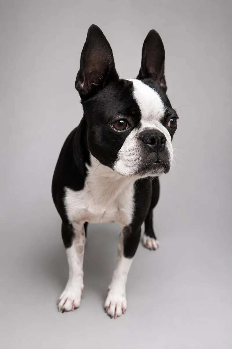 An adult small-sized female Boston Terrier dog named Rhea for adoption in Navarre, FL