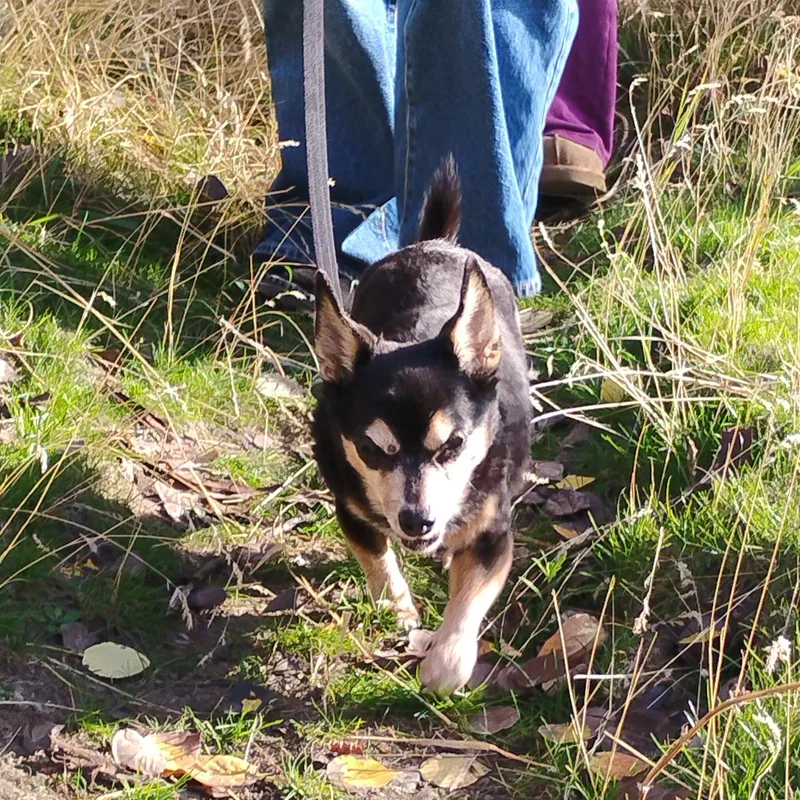 A senior small-sized male Chihuahua dog named Duke for adoption in Ellensburg, WA
