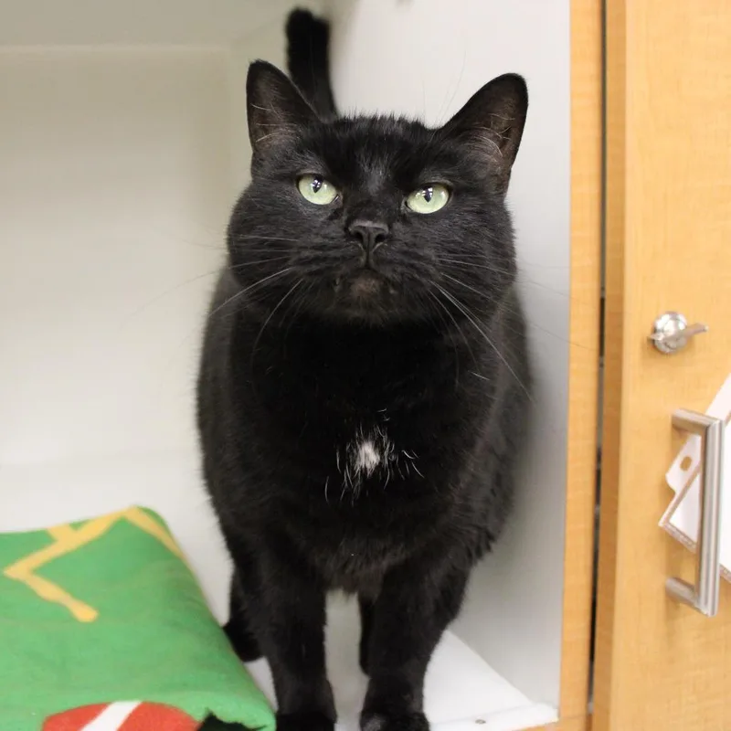 A senior large-sized female Black Domestic Short Hair cat named Beatrice for adoption in Champaign, IL