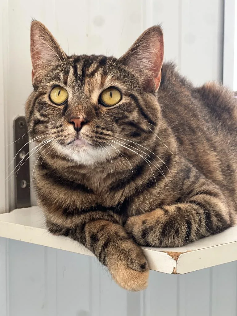 A young medium-sized female Domestic Short Hair cat named Maggie for adoption in Hartford City, IN
