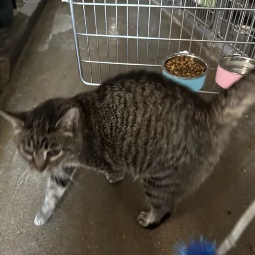 An adult medium-sized female Tabby (Brown / Chocolate) Domestic Short Hair cat named Nativity for adoption in Tipp City, OH