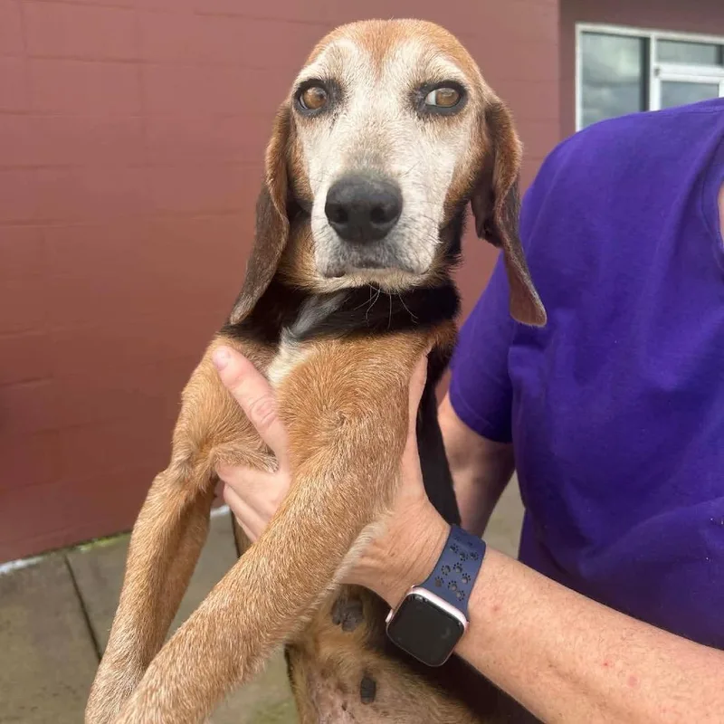 A senior small-sized female Black Beagle dog named Nana Banana for adoption in New Orleans, LA
