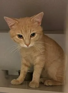 An adult medium-sized male Buff / Tan / Fawn Domestic Short Hair cat named Magnus for adoption in Mason City, IA