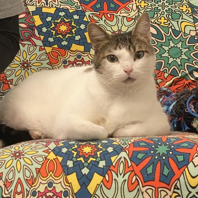 An adult extra large-sized male White Domestic Short Hair cat named Louie for adoption in Mount Juliet, TN