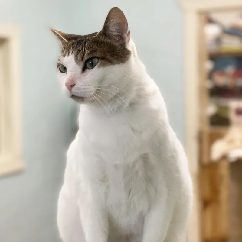 Louie thumbnail 3