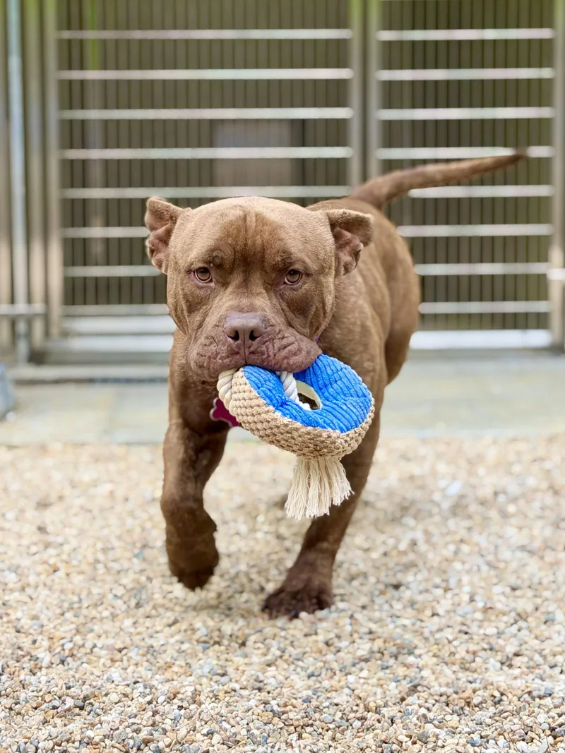 An adult medium-sized male American Bulldog dog named Meatball for adoption in West Cornwall, CT