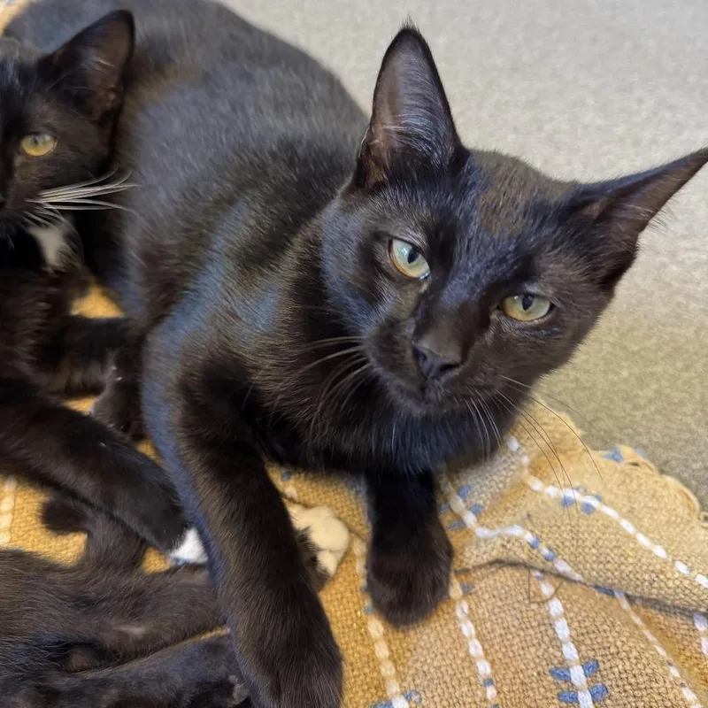 A baby medium-sized male Black Domestic Short Hair cat named Burnt Oven Bits for adoption in Carencro, LA