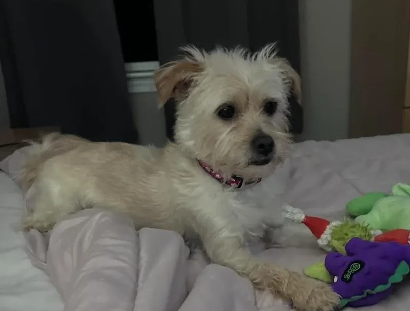 Benji Nick In Ri thumbnail 3